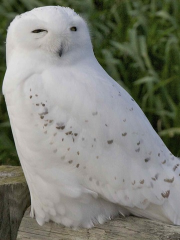 Snowy Owl